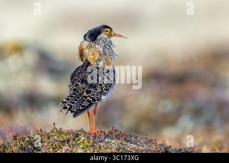 Ruff (Calidris pugnax) Territorialmännchen im Zuchtgefieder in lek im Frühjahr, Skandinavien Stockfoto