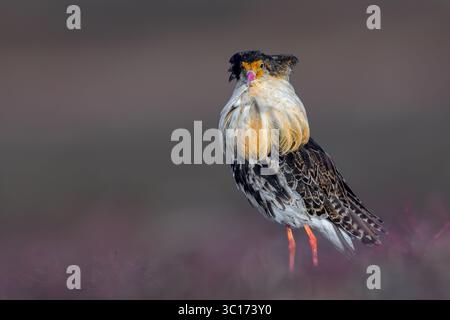 Ruff (Calidris pugnax) Territorialmännchen im Zuchtgefieder in lek im Frühjahr, Skandinavien Stockfoto