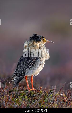 Ruff (Calidris pugnax) Territorialmännchen im Zuchtgefieder in lek im Frühjahr, Skandinavien Stockfoto