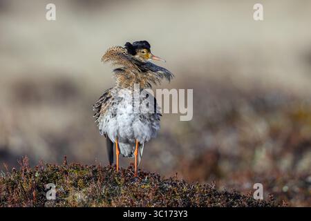 Ruff (Calidris pugnax) Territorialmännchen im Zuchtgefieder in lek im Frühjahr, Skandinavien Stockfoto
