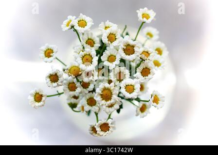 Blumenstrauß aus frischen Kamillenblüten, angeordnet in einer Glasvase auf neutralem Hintergrund, Symbol für Einfachheit und Reinheit, ideal für natürliches Wohlbefinden Stockfoto
