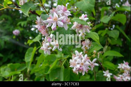 Eine Gattung mehrjähriger Holzpflanzen der Hortensie-Familie Pink Deutsia Stockfoto