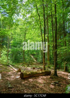 Waldlandschaft im Sommer. Grüner Naturhintergrund mit Buchen in üppigem Laub. Die natürliche Umwelt der karpaten. Ansicht durch Verzweigungen Stockfoto