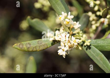 Olivenbaum Zweig voller Blte. Schne Olivenblte Schuss Nahaufnahme grnen  und gelben Farben Stockfotografie - Alamy