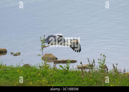 Majestätischer Reiher, der über einen See fliegt, Nahaufnahme in der Wildnis Stockfoto
