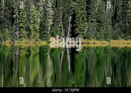 Hoch aufragende Tannen stehen Wächter entlang eines glasklaren Bergsees, prächtige Silhouetten spiegeln sich unter einem klaren blauen Himmel und erinnern an ruhige Reflexe der Wildnis. Stockfoto