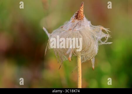 Ein zarter, schimmernder Samenkopf schimmert mit federnden Ranken im sanften grünen Wiesenlicht und fängt die komplizierte Schönheit der Natur in botanischen Details ein. Stockfoto