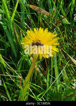 Beginn des Prozesses - Bestäubung - Bienenlandung auf einem Löwenzahn Stockfoto