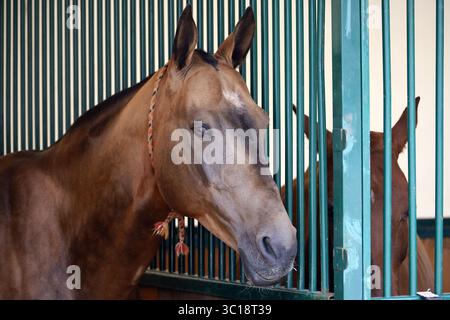 Buchfellpferd der Rasse Akhal-Teke, Porträt eines Hengstes, der in einem Stall steht Stockfoto