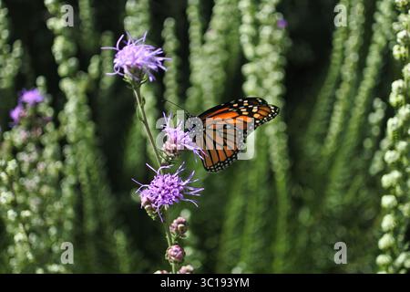 Monarch im Garten Stockfoto