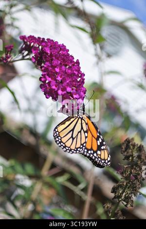 Monarch in Aktion Stockfoto