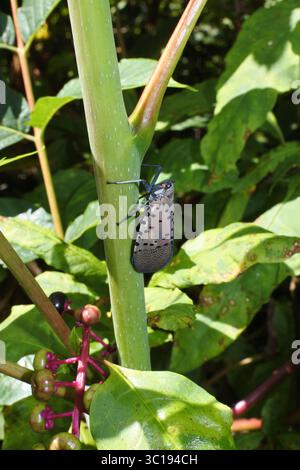 Nahaufnahme von Spotted Lanternfly Stockfoto