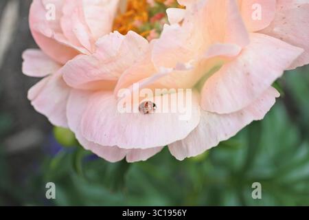 Rosa Pfingstrose Stockfoto