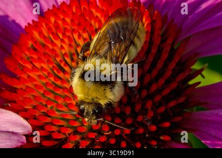 Braune Hummel mit Gürtel auf der Coneflower Stockfoto