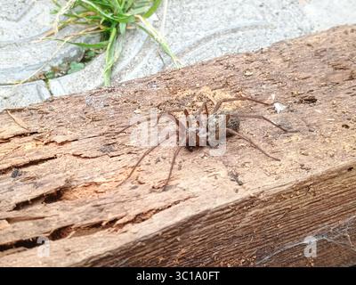 Eine detaillierte Nahaufnahme zeigt eine braune Erntemannspinne, die auf einer verwitterten Holzplatte liegt, in der Nähe von grünem Gras, das entlang eines Betonpfads wächst, Natu Stockfoto