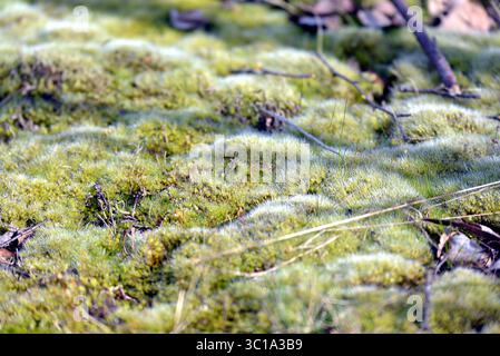 Makroaufnahme von weichem, grünem Kissenmoos (Leucobryum glaucum), das in kleinen Hügeln auf dem Waldboden wächst. Stockfoto