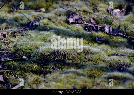 Makroaufnahme von weichem, grünem Kissenmoos (Leucobryum glaucum), das in kleinen Hügeln auf dem Waldboden wächst. Stockfoto