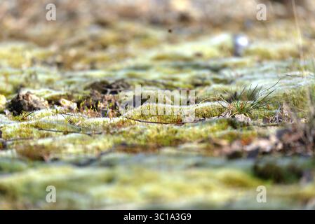 Makroaufnahme von weichem, grünem Kissenmoos (Leucobryum glaucum), das in kleinen Hügeln auf dem Waldboden wächst. Stockfoto