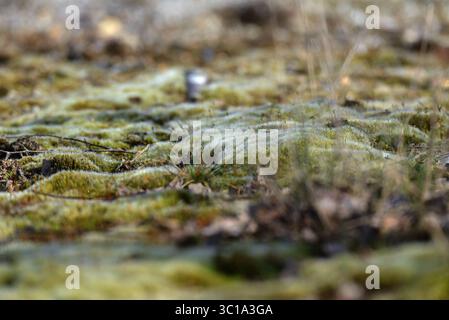 Makroaufnahme von weichem, grünem Kissenmoos (Leucobryum glaucum), das in kleinen Hügeln auf dem Waldboden wächst. Stockfoto