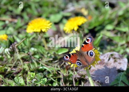 Pfauenfalter auf Löwenzahn auf Frühlingswiese Stockfoto