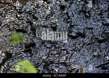 Sonnenreflexionen auf der Oberfläche eines flachen Waldstroms Stockfoto