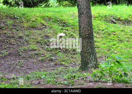 Ein einzelner großer Sonnenschirmpilz (Macrolepiota procera) steht auf einem grasbewachsenen Hang neben einem Baumstamm im Wald. Stockfoto