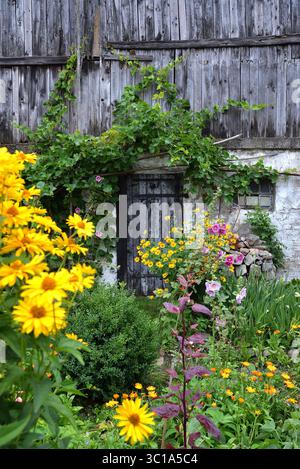 Eine alte, verwitterte Holztür eingerahmt von Weinstöcken und hellgelben Scheinsonnenblumen (Heliopsis helianthoides) in einem Hüttengarten. Stockfoto