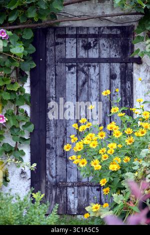 Eine alte, verwitterte Holztür eingerahmt von Weinstöcken und hellgelben Scheinsonnenblumen (Heliopsis helianthoides) in einem Hüttengarten. Stockfoto