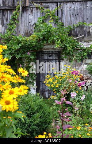 Eine alte, verwitterte Holztür eingerahmt von Weinstöcken und hellgelben Scheinsonnenblumen (Heliopsis helianthoides) in einem Hüttengarten. Stockfoto