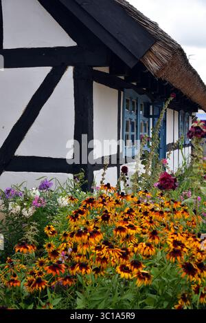 Ein traditionelles Fachwerkhaus mit Strohdach, umgeben von einem blühenden Hüttengarten mit Konefloren (Rudbeckia) im Spätsommer. Stockfoto