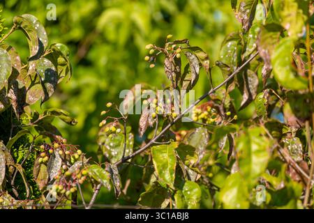 Hagedorn (Crataegus) mit reifenden Beeren und Blättern. Euonymus hamiltonianus (Hamiltons Spindel) oder ein verwandter Laubreiser, Stockfoto