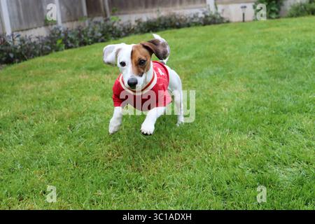 Nahaufnahme des Portraits brauner und weißer Hundeaugen Stockfoto