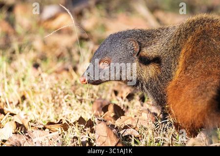 Gestreifte Mangoose mit Hals, Herpestes vitticollis. Kabini-Reserve. Nagarahole Nationalpark. Indien Stockfoto