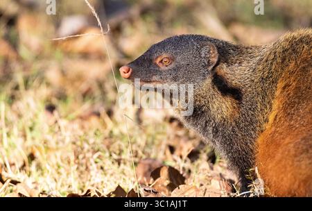 Gestreifte Mangoose mit Hals, Herpestes vitticollis. Kabini-Reserve. Nagarahole Nationalpark. Indien Stockfoto