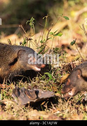 Gestreifte Mangoose mit Hals, Herpestes vitticollis. Kabini-Reserve. Nagarahole Nationalpark. Indien Stockfoto