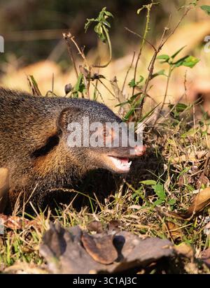 Gestreifte Mangoose mit Hals, Herpestes vitticollis. Kabini-Reserve. Nagarahole Nationalpark. Indien Stockfoto
