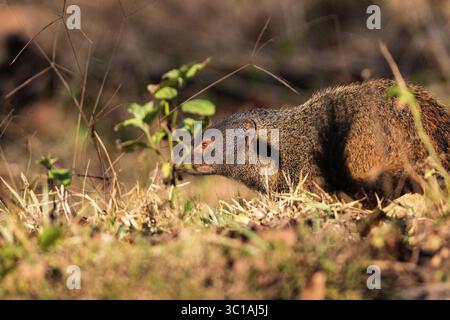 Gestreifte Mangoose mit Hals, Herpestes vitticollis. Kabini-Reserve. Nagarahole Nationalpark. Indien Stockfoto