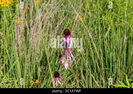 Nahaufnahme von Echinacea pallida Wildblumen mit rosa herabhängenden Blütenblättern und dunklen Zentren, die im Sommer natürlich unter hohen Präriebäsern wachsen. Stockfoto