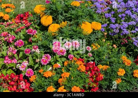 Lebhaftes Sommerblumenbeet mit Ringelblumen, Zinnien, Ageratum und anderen einjährigen Tönen in Rot-, Orange-, Rosa-, Violett- und Gelbtönen. Stockfoto