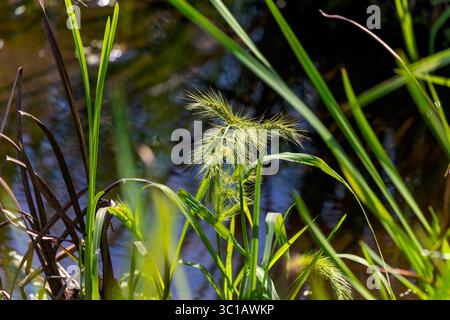 Üppige Feuchtpflanzen mit Papyrus-ähnlichen Gräsern und Seggen am Wasserrand, leuchtende Grüntöne, die natürliche Textur und Details hervorheben. Stockfoto