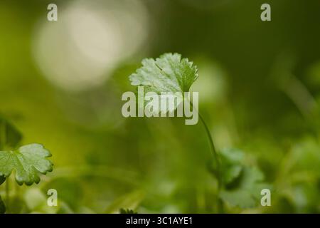 Ein Nahaufnahme-Foto zeigt ein einzelnes, leuchtendes grünes Korianderblatt, das sanft vor einem unscharfen, grünen Hintergrund positioniert ist. Die Blätter gezackt Stockfoto