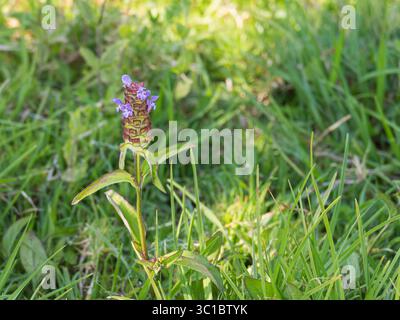Nahaufnahme der gemeinsamen selbstheilenden Prunella vulgaris mit purpurnen Blüten im natürlichen Lebensraum Stockfoto