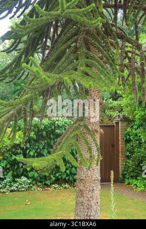 Affenpuzzle-Baum, auch bekannt als Araucaria araucana Stockfoto