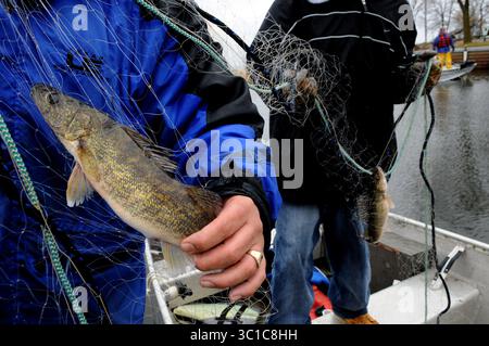 April 2010 - Isle, Mn, USA - Isle, Â, Mn. Dienstag, den 13/10, hat die Mille Lacs Band von Chippewa das jährliche Frühlingsnetz von Walleye am Lake Mille Lacs gestartet. Paul Vitato in Blau und Anthony Plucinski von Bad River Wi. Entfernen Sie einen Walleye von ihrem Boot am Liberty Beach Public Access in Isle, Mn. Bisher wurden über 100.000 Pfund Fisch von Stammesmitgliedern gefischt. (Kreditbild: Richard Sennott/Minneapolis Star Tribune/TNS via ZUMA Wire) Stockfoto