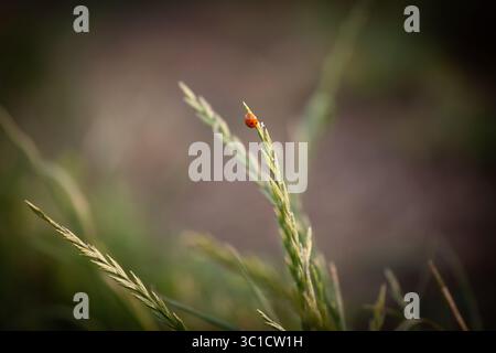 Selektive Unschärfe bei einem roten Marienkäfer hält sich in der Dämmerung an der Spitze einer einzelnen Grasklinge. Sanftes Bokeh bei Sonnenuntergang umgibt das zarte Insekt. Teil des Hahns Stockfoto
