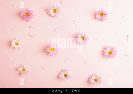 Verstreute rosa Gänseblümchen und Blütenblätter auf pastellfarbenem Hintergrund. Draufsicht, flach. Stockfoto