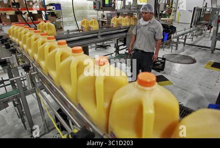 Juni 2011 - Hopkins, MN, USA - (Marlin ) Ecolab hat ein Produkt für die Lebensmittel- und Getränkeindustrie entwickelt, das Wasser als Schmiermittel für das Verschieben von Flaschen und anderen Behältern in Produktionslinien praktisch eliminiert. Das Produkt heißt DryExx und wird von Citrus Systems in Hopkins auf seinen Förderanlagen verwendet. ..AUF DIESEM FOTO: Osvaldo Galvin (cq), Abfüller bei Citrus Systems, beobachtet, wie Orangensaftflaschen über ein mit DryExx geschmiertes Förderband laufen. (Kreditbild: Marlin Levison/Minneapolis Star Tribune/TNS via ZUMA Wire) Stockfoto
