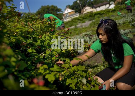 16. Juli 2014 – Minneaoplis, MN, Minnesota, USA – am 16. Juli 2014 pflückte Mela Nguyen, eine Jugendbetreuerin, einige Himbeeren, die in einige Salate fließen, die ein großer Erfolg in der Öffentlichkeit waren. (Kreditbild: Richard Tsong-Taatarii/Minneapolis Star Tribune/TNS via ZUMA Wire) Stockfoto