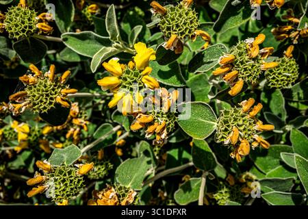 Detail eines gelben Jerusalemer Salbeis (Phlomis fruticosa), der teilweise verdorben war und entlang der Themse im Zentrum Londons wuchs. Stockfoto