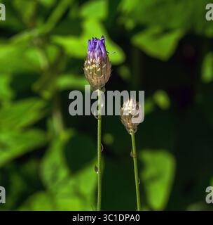 Catanananche caerulea, gemeinhin Cupid's Dart genannt, aus nächster Nähe betrachtet mit Stiel- und Samenkopf-Details. Stockfoto